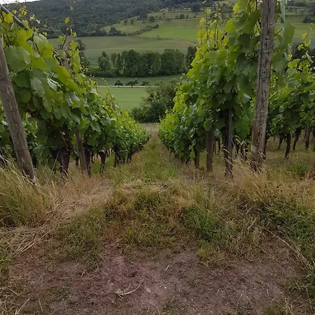 Vogelsang * Sachsenheim (Ludwigsburg)